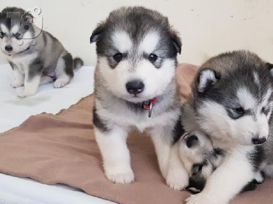 PoulaTo: Αλάσκα Malamute, αρσενικά κουτάβια